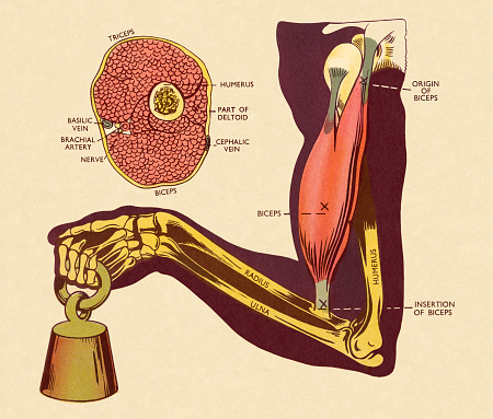 Diagram Of Of Muscles And Bones In Arm Stock Illustration - Download