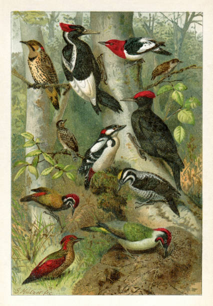 Different woodpecker bird drawing 1898 vector art illustration
