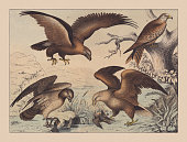 istock Diurnal birds of prey (Falco), hand-colored chromolithograph, published in 1882 1331469708
