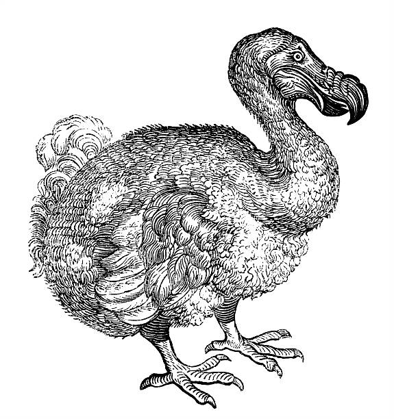 Dodo Bird Illustrations, Royalty-Free Vector Graphics & Clip Art - iStock