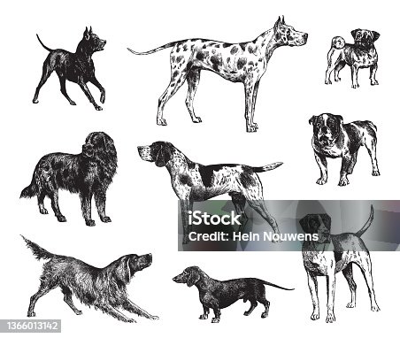 istock Dog collection - vintage engraved illustration isolated on white background 1366013142