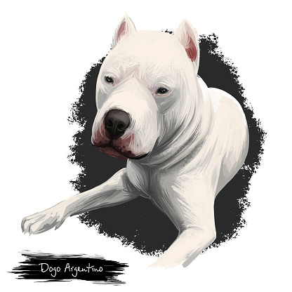 ドゴアルヘンティーノアルゼンチンドゴアルゼンチンのマスティフドッグデジタルアートイラストが白い背景に隔離されていますアルゼンチン起源の保護者狩り犬かわいい ふわふわのベクターアート素材や画像を多数ご用意 Istock
