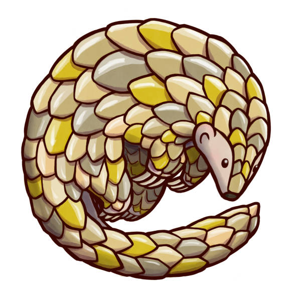 Drawing of a pangolin curling into a ball Hand drawn illustration of a pangolin curling into a ball. Isolated in white background. pangolin stock illustrations