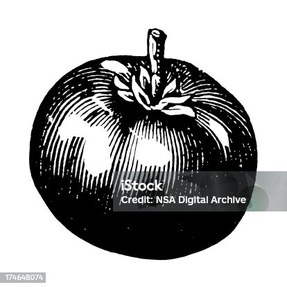 istock A drawing of a Tomato in black and white 174648074