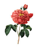 istock Duchess of Orleans Rose | Redoute Flower Illustrations 515515533