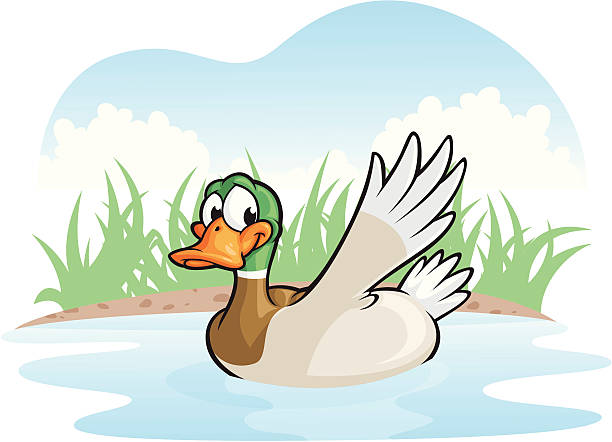 Duck Swim Vector Illustration of a cute little duck swimming in a pond. File saved in layers for easy editing. duck pond stock illustrations