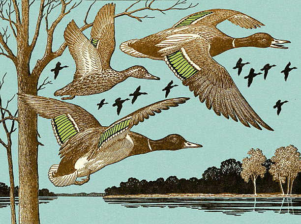 Ducks Flying Ducks Flying duck pond stock illustrations