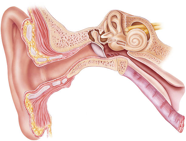 Ear - Anatomy Frontal section through the external, middle, and internal ear.  stirrup stock illustrations