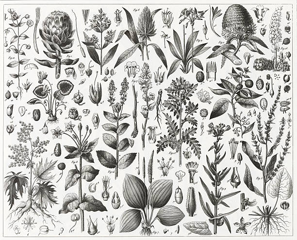 bildbanksillustrationer, clip art samt tecknat material och ikoner med edible and medicinal plants engraving - rabarber on white
