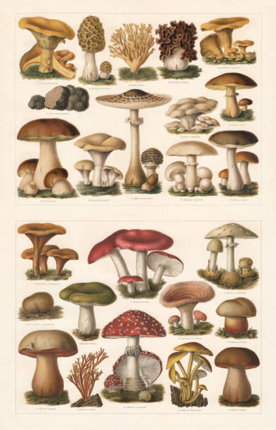 Edible and toxic mushrooms, chromolithograph, published in 1897 Edible mushrooms, top: 1) Saffron milk cap (Lactarius deliciosus); 2) Morel (Morchella esculenta); 3) Ramaria aurea (or Clavaria flava); 4) Gyromitra esculenta (or Helvella esculenta); 5) Golden chanterelle (Cantharellus cibarius); 6) Périgord truffle (Tuber melanosporum); 7) Sweet tooth (Hydnum repandum); 8) Slippery jack (Suillus luteus, or Boletus luteus); 9) Penny bun (Boletus edulis); 10) The Miller (Clitopilus prunulus, or Agaricus prunulus); 11) Parasol mushroom (Macrolepiota procera, Lepiota procera or Agaricus procerus); 12) Meadow mushroom (Agaricus campestris); 13) Birch bolete (Leccinum scabrum, or Boletus scaber). Toxic mushrooms, bottom: 1) False chanterelle (Hygrophoropsis aurantiaca, or Cantharellus aurantiacus); 2) The Sickener (Russula emetica); 3) Death cap (Amanita phalloides, or Agaricus phalloides); 4) Earthball (Scleroderma citrinum, or Scleroderma aurantiacum); 5) Grass green russula (Russula aeruginea, or Russula furcata); 6) woolly milkcap (Lactarius  torminosus); 7) Bitter beech bolete (Caloboletus calopus, or Boletus pachypus); 8) Satan's bolete (Rubroboletus satanas, or Boletus Satanas); 9) Yellow stagshorn (Calocera viscosa); 10) Fly agaric (Amanita muscaria, or Agaricus muscarius); 11) Sulphur tuft (Hypholoma fasciculare, or Agaricus fascicularis); 12) Lurid bolete (Suillellus luridus, or Boletus luridus). Chromolithograph, published in 1897. fungus stock illustrations