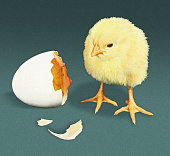 istock Eggshell and Chick 1328222962