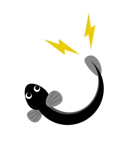 전기 뱀장어 - 전기뱀장어 stock illustrations