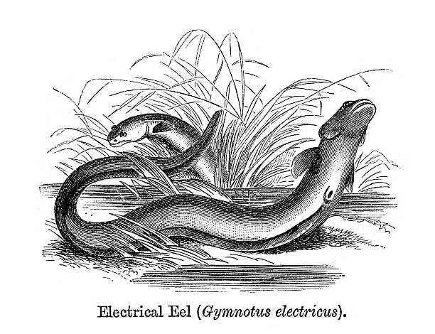 전기뱀장어 - 전기뱀장어 stock illustrations