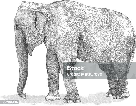 Asian Elephant Vectors Vector File For Free Download Now