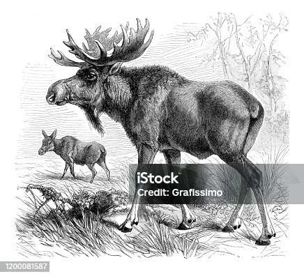 istock Elk moose illustration 1200081587