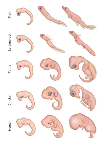 Embryonic Development vector art illustration