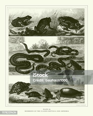 istock Engraved Antique, Members of the Classes Reptilla and Amphibia Engraving Antique Illustration, Published 1851 1178231434