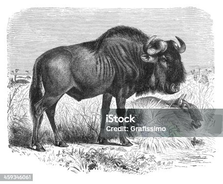 istock Engraving Gnu or blue wildebeest from 1877 459346061