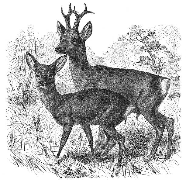 bildbanksillustrationer, clip art samt tecknat material och ikoner med engraving of european roe deer from 1877 - rådjur