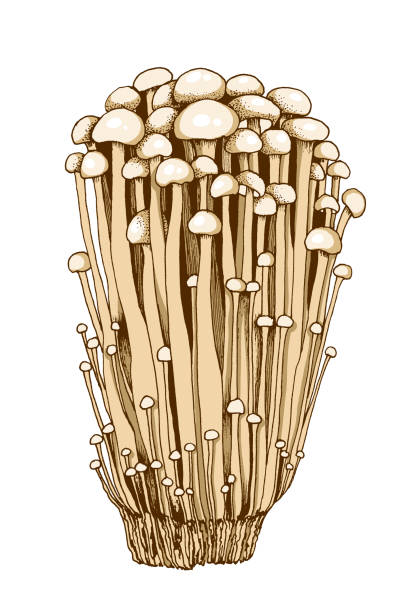 Enoki mushrooms illustration Enoki mushrooms illustration hand drawn, family of edible mushrooms, Asian traditional cuisine, healthy organic food, vegetarian food, fresh mushrooms isolated on white background enoki mushroom stock illustrations