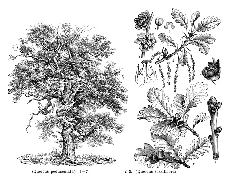 Left : Drawing of tree Quercus pedunculata  with seed and blossom
Quercus robur, commonly known as common oak, pedunculate oak, European oak or English oak, is a species of flowering plant in the beech and oak family, Fagaceae
Right : Quercus sessiflora
Quercus petraea, commonly known as the sessile oak, Cornish oak, Irish Oak or durmast oak, iis a species of oak tree native to most of Europe and into Anatolia and Iran
Original edition from my own archives
Source : Brockhaus 1898