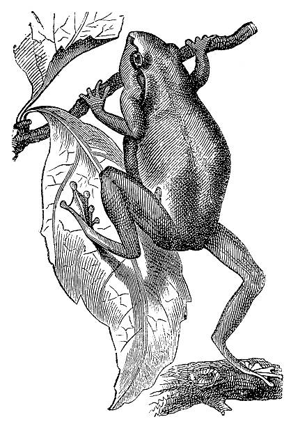 European Tree Frog (Hyla Arborea) European Tree Frog (Hyla Arborea) tree frog drawing stock illustrations