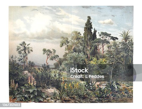 istock Exotic plant green jungle wallpaper. hand drawn tropical  jungle vintage botanical illustration. 1367351403