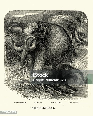istock Extinct types of elephant, Mammoth, Mastodon, Dinotherion, Paleotherion 1171945379