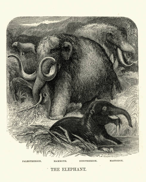 Extinct types of elephant, Mammoth, Mastodon, Dinotherion, Paleotherion Vintage engraving of Extinct types of elephant, Mammoth, Mastodon, Dinotherion, Paleotherion, 19th Century mastodon animal stock illustrations