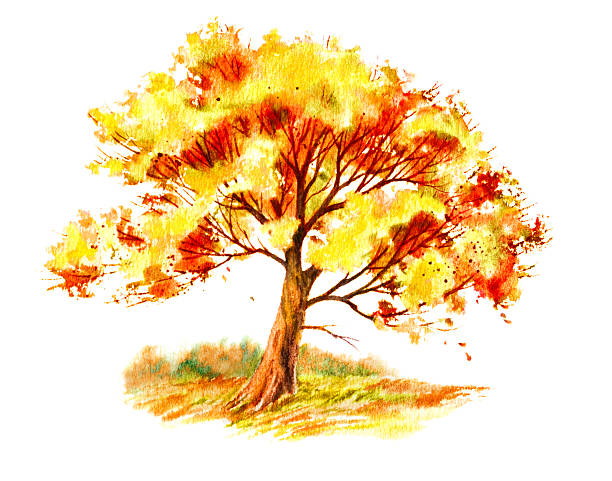 Fall Tree in a Field vector art illustration