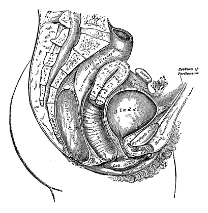 Female Anatomy Diagram Stock Illustration - Download Image Now - iStock