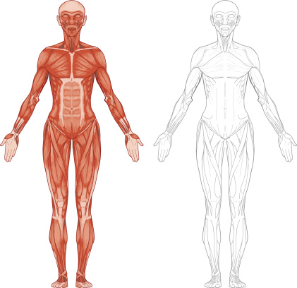 Female body, muscles
