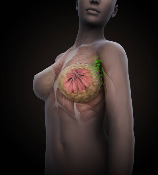 女性乳房解剖 - 淋巴結 插圖 幅插畫檔、美工圖案、卡通及圖標