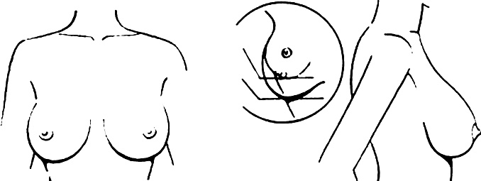 ✓ Imagen de Tutorial de dibujo de pecho femenino. Dibujar el cuerpo de una  mujer con énfasis en los senos. Fotografía de Stock