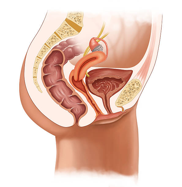 female urinary system medical illustration for the cross-section of female urinary system female likeness stock illustrations