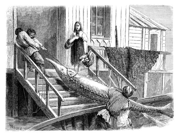 illustrations, cliparts, dessins animés et icônes de pêcheur pêchant l’esturgeon de béluga à la volga river russie 1867 - beluga