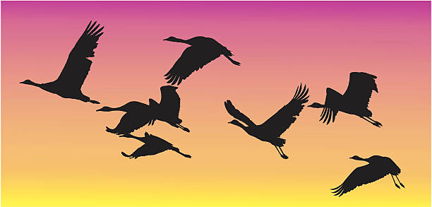 flock of "demoiselle" cranes at sunset vector art illustration