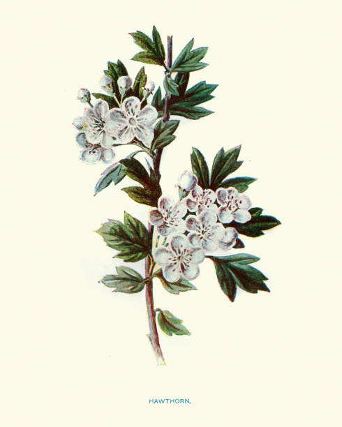 Flora, Wild Flowers, Hawthorn Vintage engraving of Flora, Wild Flowers, Hawthorn may flowers stock illustrations