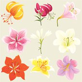 Colorful set of nine colorful Lilies and three Irises. Vector.