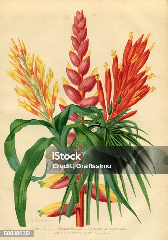 istock Flower Bromeliad engraving 588380354
