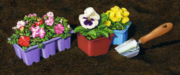 Flower Flats An illustration of three flower containers ready to be planted; with a trowel sticking up from the soil on the right. The far left container holds a variety of  impatiens.  The center container holds a white pansy and the third container  holds a yellow pansy. mulch stock illustrations