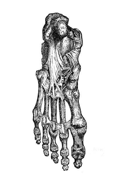 Foot bones and ligaments Antique illustration of a foot bones and ligaments foot anatomy stock illustrations