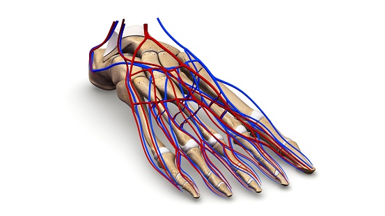 Foot Bones With Blood Vessels Prespective View Stock Illustration