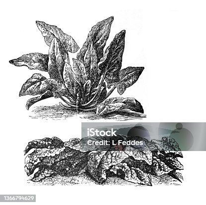 istock Forage plants- Vegetables Spinach. hand drawn antique engraved illustration. 1366794629