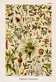 istock Foreign Cultivated Plant Chromolithography 1899 1317378785
