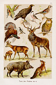 istock Forest Animals Chromolithography 1899 1317377532