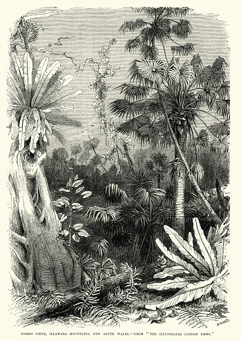 Vintage engraving of a Forest scene, Illawarra Mountains, New South Wales 19th Century