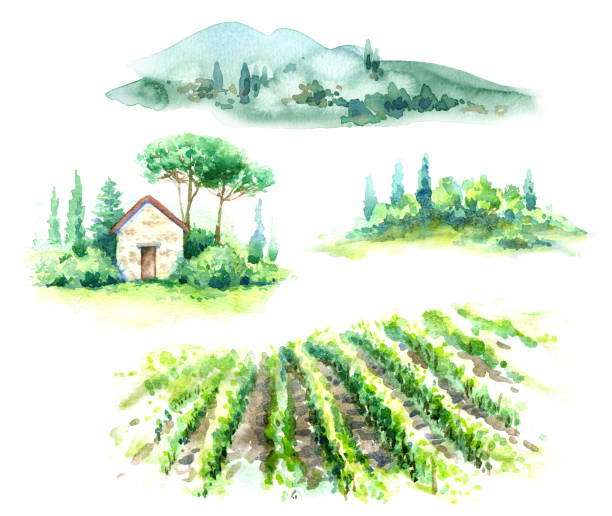illustrazioni stock, clip art, cartoni animati e icone di tendenza di frammenti di scena rurale con vigneto - erba italiana