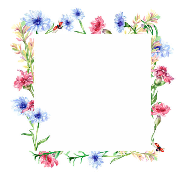 Frame with meadow colorful flowers watercolor illustration isolated. Frame with meadow colorful flowers watercolor illustration isolated. Wildflowers, blue cornflower, ladybug hand painted. Grassland design elements for greeting cards, kitchen utensil, tableware, logo. butterfly flower stock illustrations