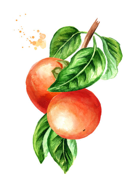 柿の木 イラスト素材 Istock